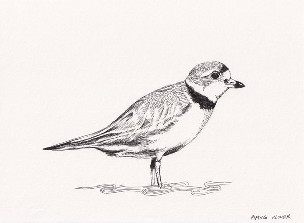 Andre Yi, Piping Plover, 2019