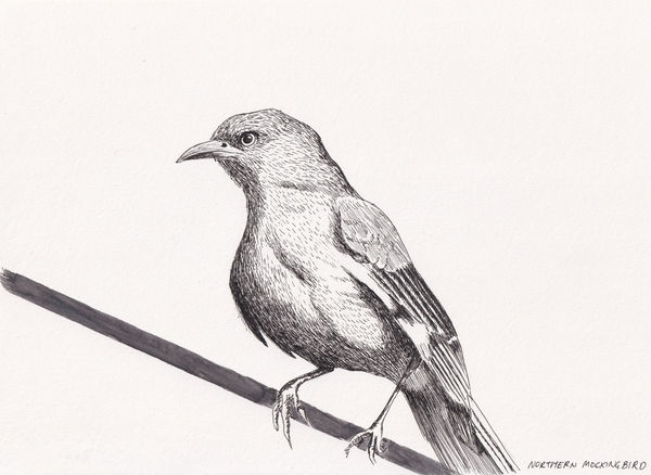 Andre Yi, Northern Mockingbird, 2021