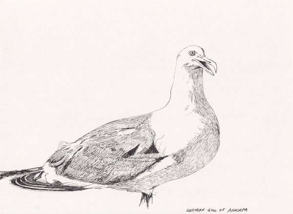 Andre Yi, Western Gull of Anacapa, 2022