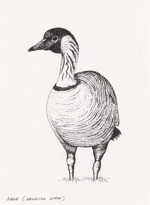 Andre Yi, Nene (Hawaiian Goose), 2019