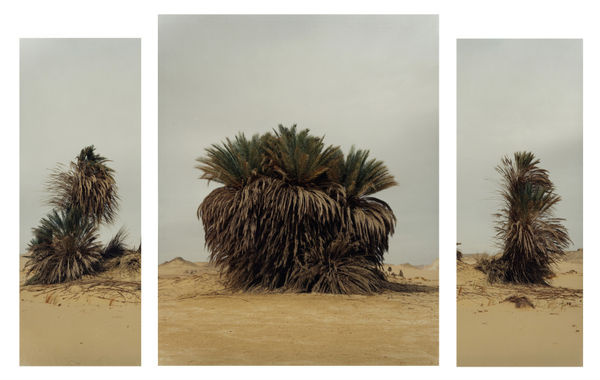 Darren Harvey Regan Mass, 2013 C-Print on archival paper 100 x 80cm central panel, 90 x 35cm left and right panels edition of 5 plus 1 artist's proofs