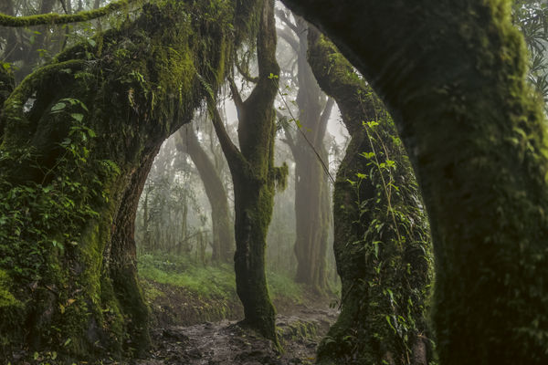 Omar Al Gurg Everyman's Mountain: Forest – 001 , 2021 Archival print on cotton rag 83.3 x 125 cm 32 3/4 x 49 1/4 in Edition of 3 + 2 AP's