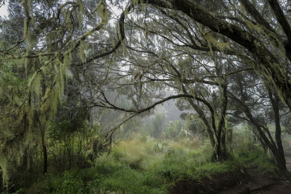 Omar Al Gurg Everyman's Mountain: Forest – 003, 2021 Archival print on cotton rag 83.3 x 125 cm 32 3/4 x 49 1/4 in Edition of 3 + 2 AP's