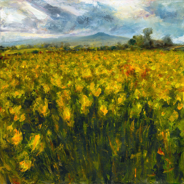 Towards the Sugar Loaf. Evening light on the rapeseed field.