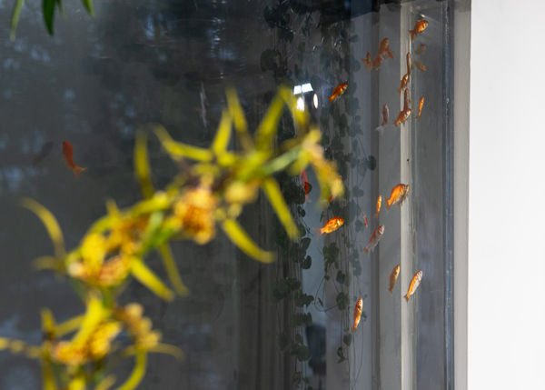 Jiahao Peng: Hollywoood Aquarium Store Jiahao Peng