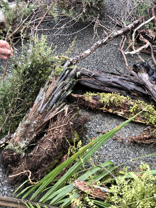 00005Native Nz Floristry Velskov Mamakan