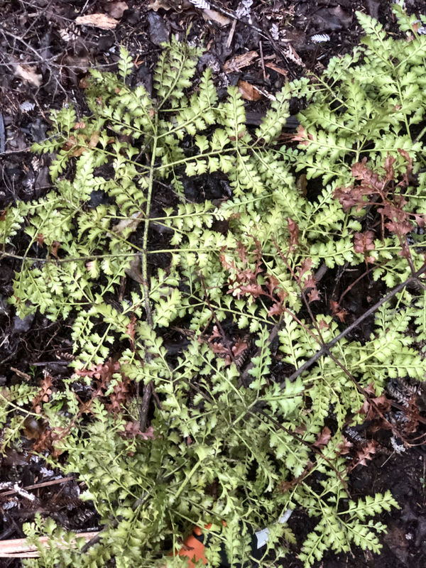 00006Native Nz Floristry Velskov Mamakan