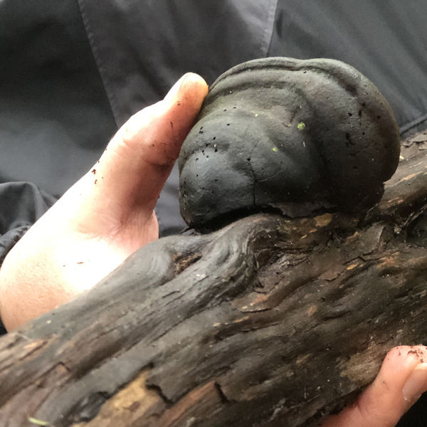 00007Native Nz Floristry Velskov Mamakan