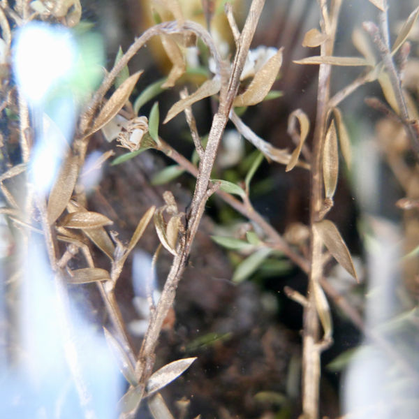 Phantasy Forestscape 2022 13