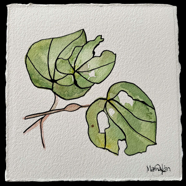 MAMAKAN , Kawakawa, 2025