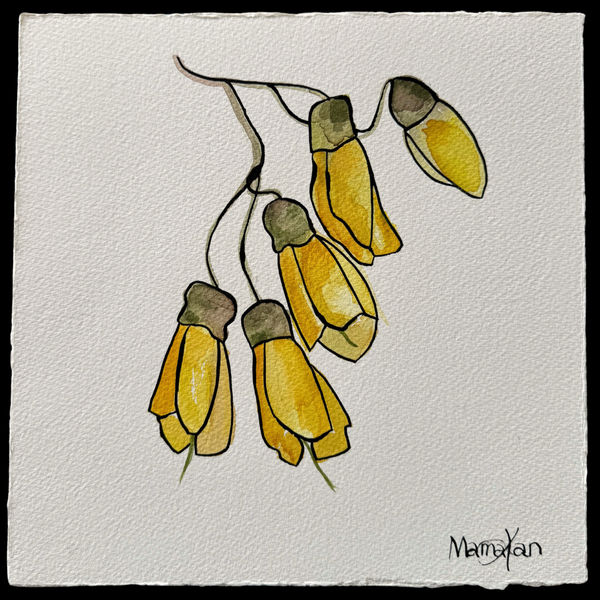 Kōwhai 1/1, 2025 25 x 25 cm 9.84 x 9.84 inches Eðli water, watercolour, and “encre de chine” ink on Hahnemühle Leonardo 600gsm paper, 100% cotton, acid-free, museum-grade, resistant to ageing, natural white. The work is with handmade edging suitable for floating mounting and/or multiple works in a solid box frame.