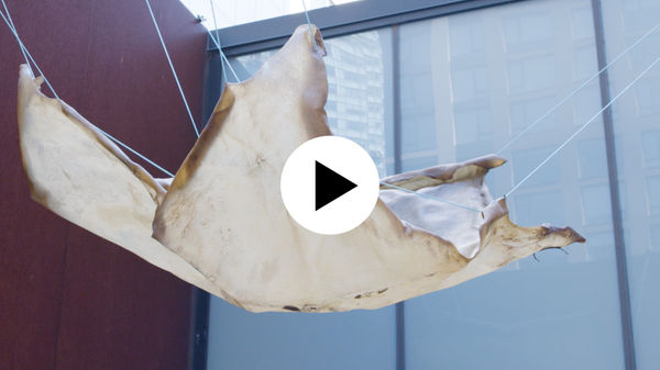 Rindon Johnson | Law of Large Numbers: Our Bodies | Sculpture Center, 2021