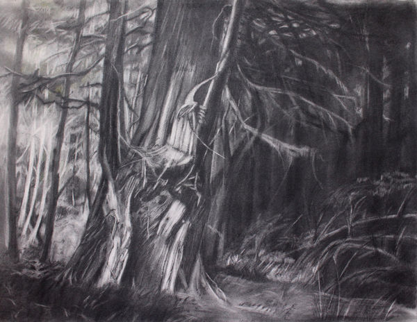 cedar II by takao tanabe