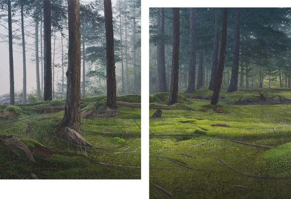 forest between fog and sunlight by nathan birch