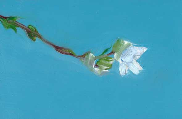 Gabhann Dunne Fringed sandwort, oil on gesso panel, 10 x 15cm