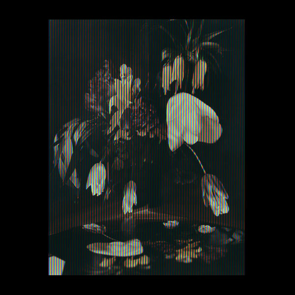 Sharon Corr not Sharon Core would Runaway with you Mr Fritillaria, 2021