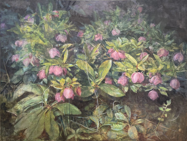 Maeve McCarthy Hellebore Oil on linen 90 x 120cm