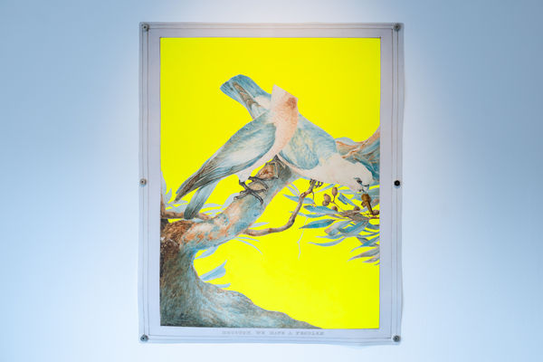 We Move As A Murmuration 1 Joan Ross Houston We Have A Problem Paul Campbell Photography