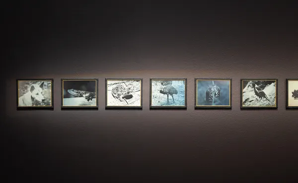 20250526 Ramsay Art Prize Installation Srgb 2000Px Photo Saul Steed 0Z2Y7626