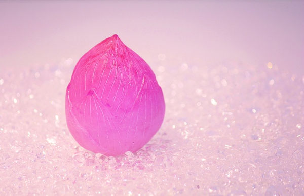 Noda Akiko, Like a Lotus - A Moment of Bud, 2014