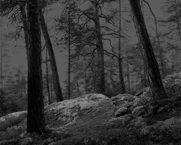 The Hermits Garden #4, 2013