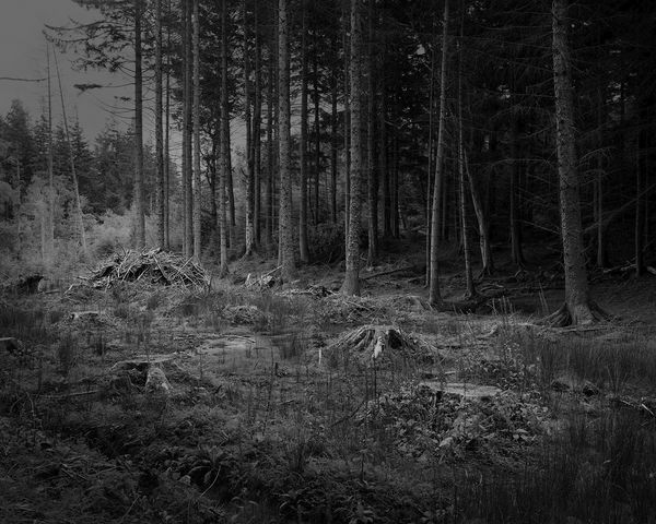 The Hermits Garden #16, 2013