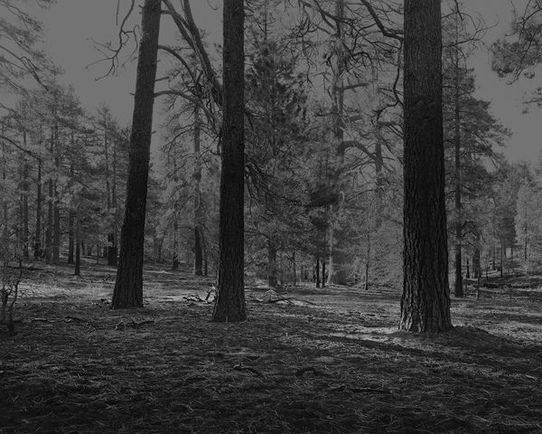 The Hermits Garden #5, 2013