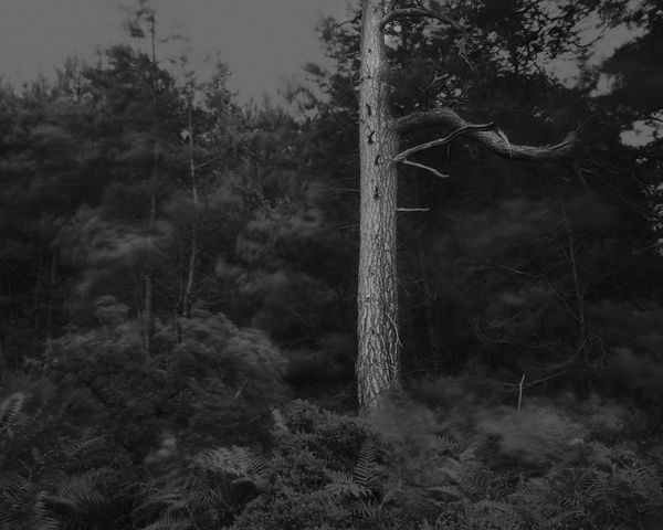 The Hermits Garden #3, 2013