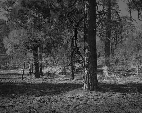 The Hermits Garden #6, 2013