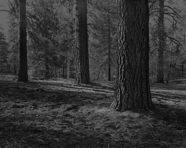 The Hermits Garden #10, 2013