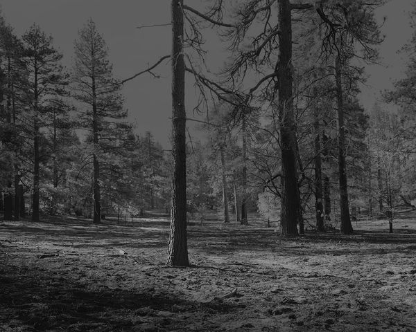 The Hermits Garden #14, 2013