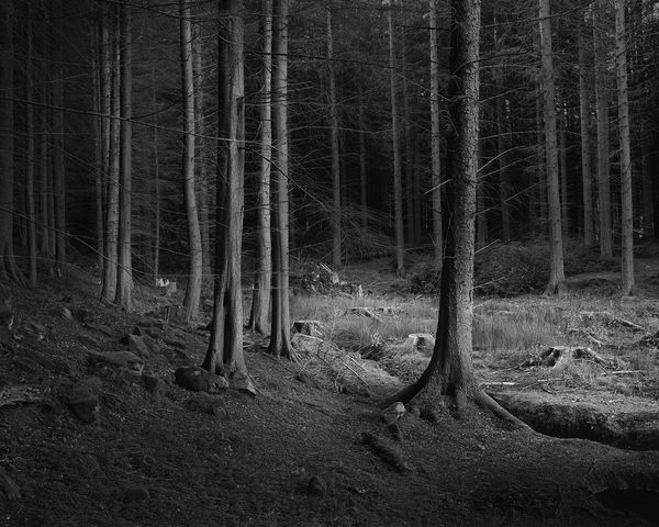 The Hermits Garden #7, 2013