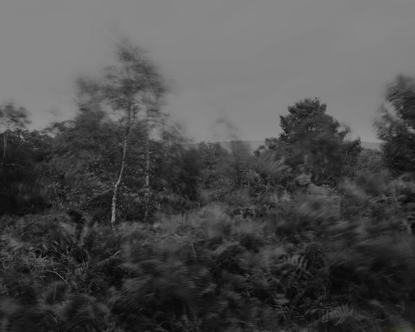 The Hermits Garden # 1, 2013