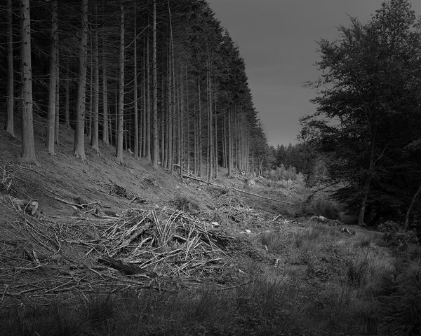 The Hermits Garden #11, 2013