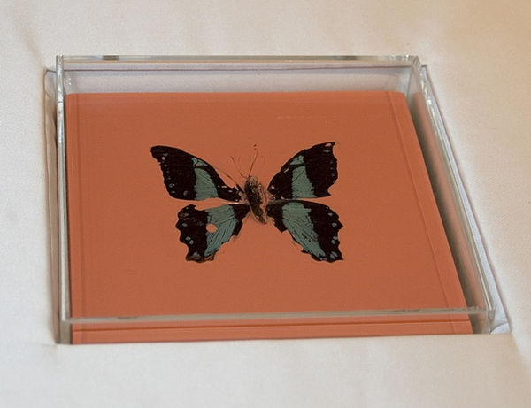 DAMIEN HIRST Butterfly Painting Household gloss on canvas, butterfly, perspex Series of 13 160 x 160 x 55 mm 2005
