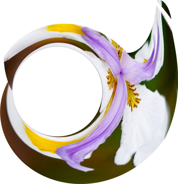 Pamela Davis Kivelson, Flower Spiral, 2021