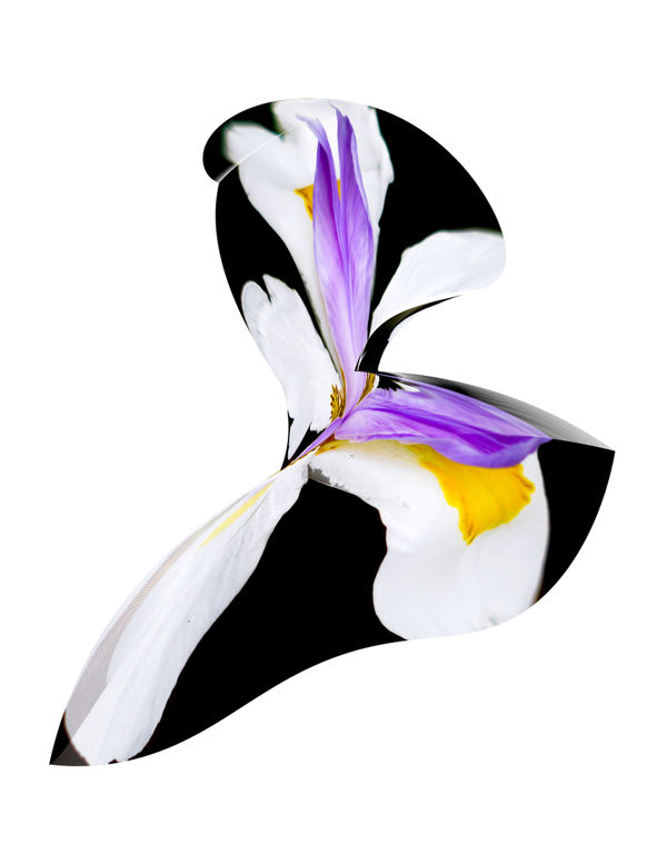 Pamela Davis Kivelson, Iris Dance, 2021