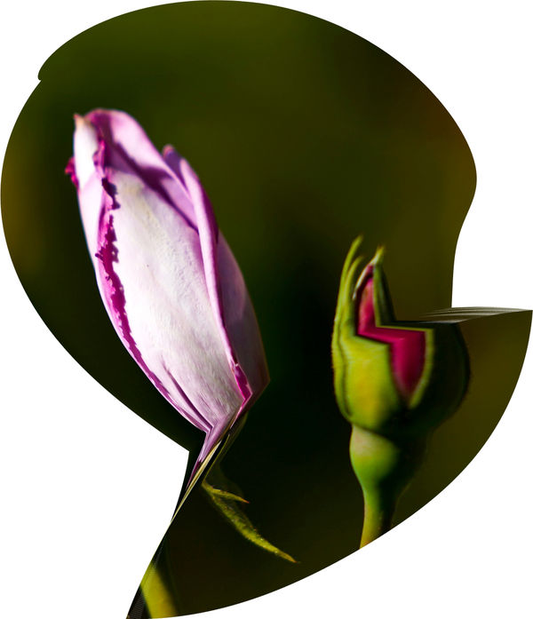 Pamela Davis Kivelson, Dutch Painting, 2021