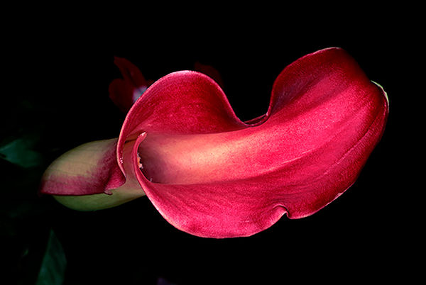 NOBUYOSHI ARAKI Flower Rond 10