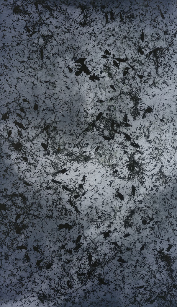 Paris Photo 2019 7 - 10 November Grand Palais, Paris (Susan Derges, Larvae)