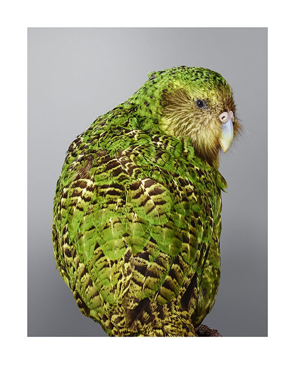 Leila Jeffreys, From the series The People in Parrots, Sirocco, Kakapo, 2016