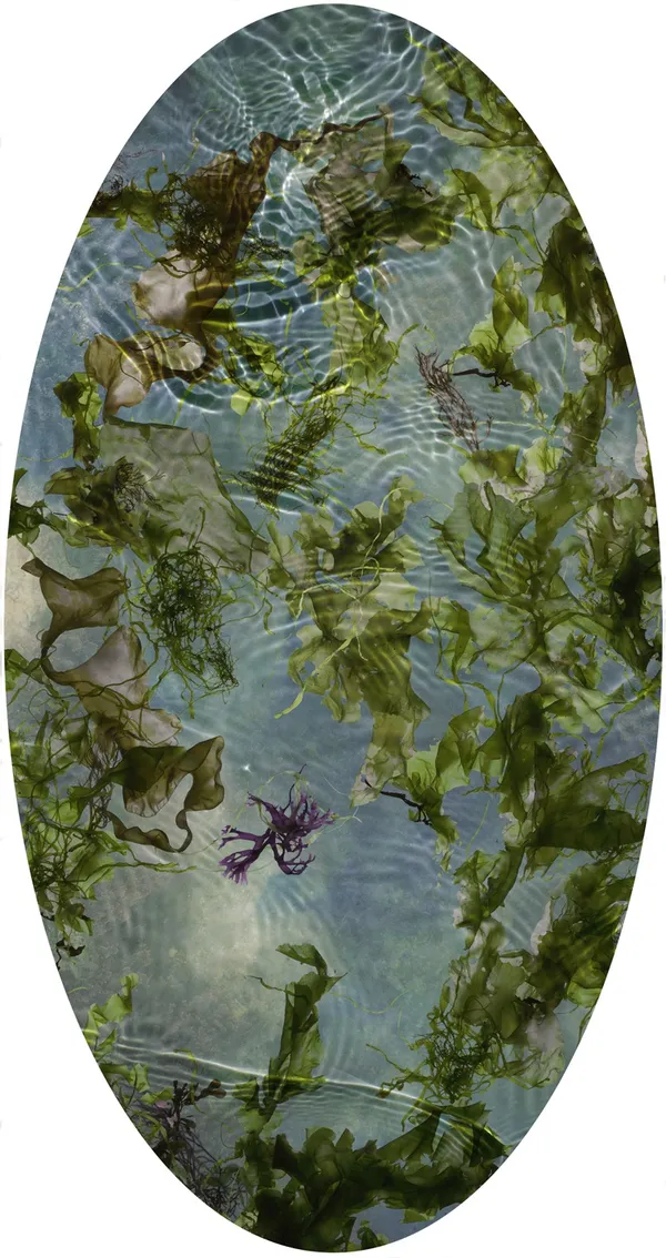 Susan Derges, Tide Pool 26