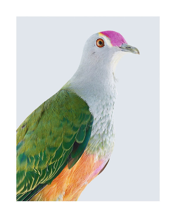 Leila Jeffreys, Rose-crowned Fruit Dove, 2017