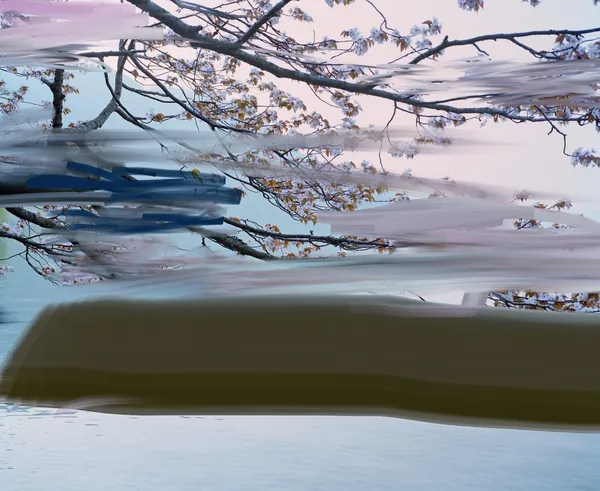 Sandra Kantanen, Untitled (Sakura1) , 2009