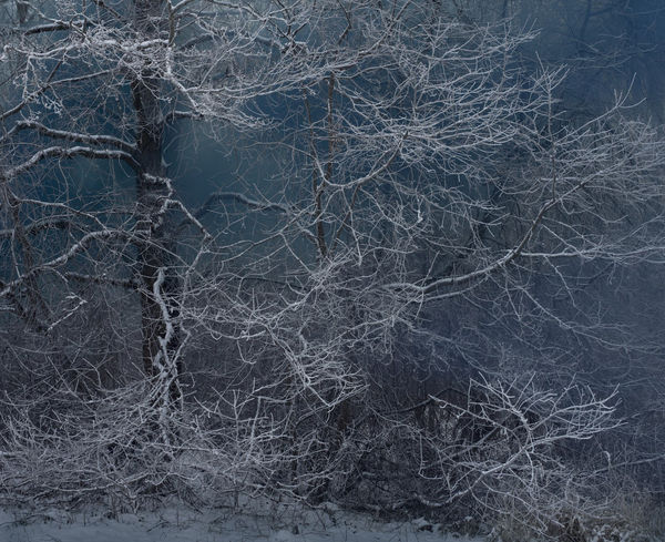 Sandra Kantanen, Forest 12, 2018