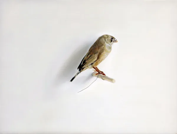 Claire Kerr, Bird, 2017