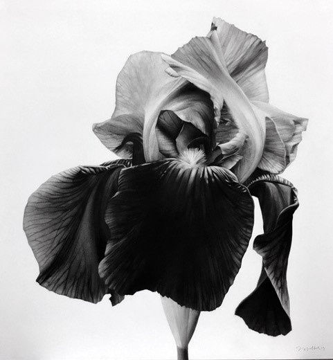 Jonathan Delafield Cook, Iris, 2019