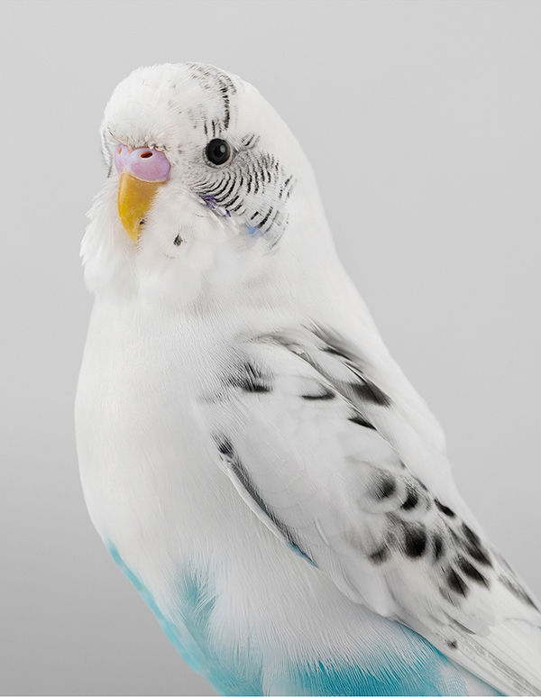 Leila Jeffreys, From the series High Society, Ocean, 2019