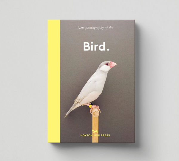 LEILA JEFFREYS: NEW PHOTOGRAPHY OF THE BIRD