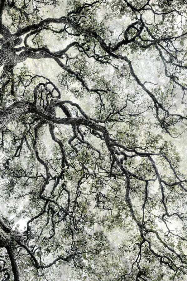 SANTERI TUORI: HUMAN / NATURE, ENCOUNTERING OURSELVES IN THE NATURAL WORLD, FOTOGRAFISKA NEW YORK